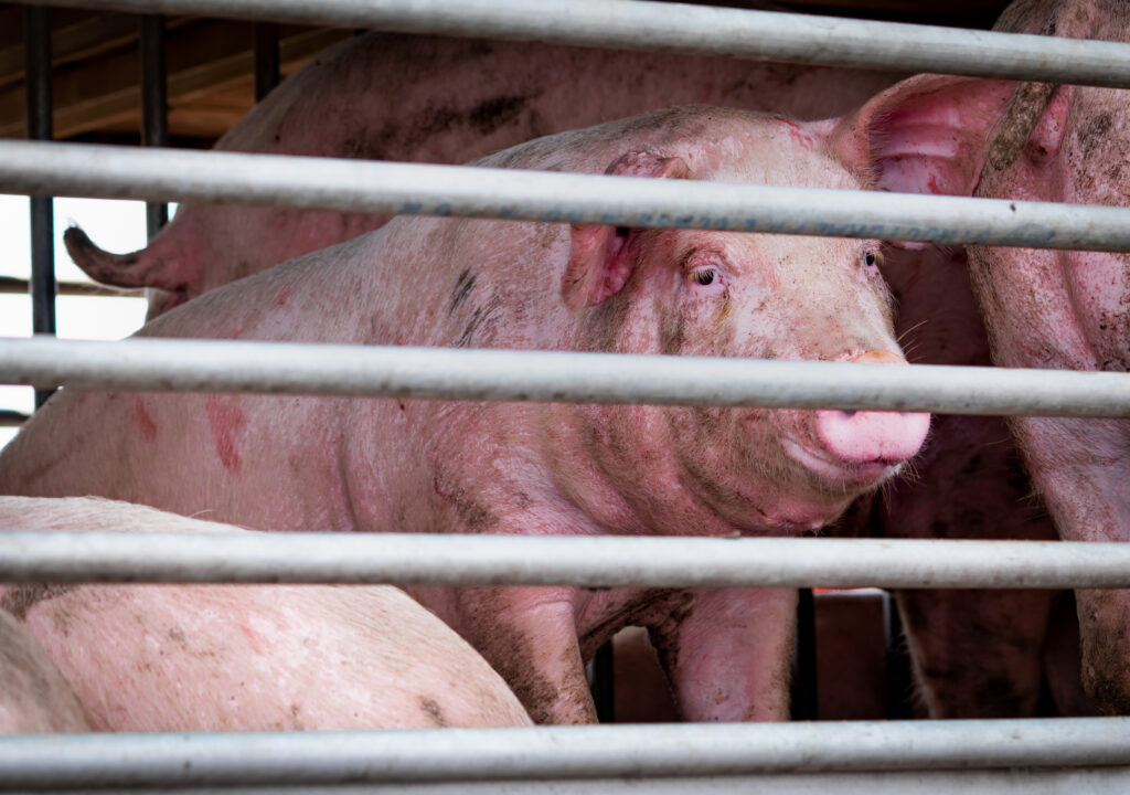 African Swine Fever Understanding the Threat to Global Pork Production