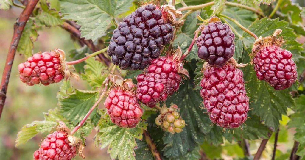 Boysenberry: A Unique Hybrid Berry